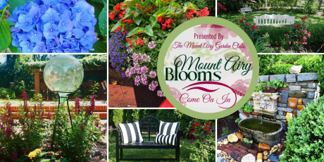 Mount Airy Blooms